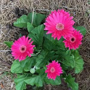 Meet your Posher, Viola